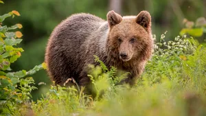 Cât costă să împuşti un urs? Tariful poate ajunge până la 20.000 de euro