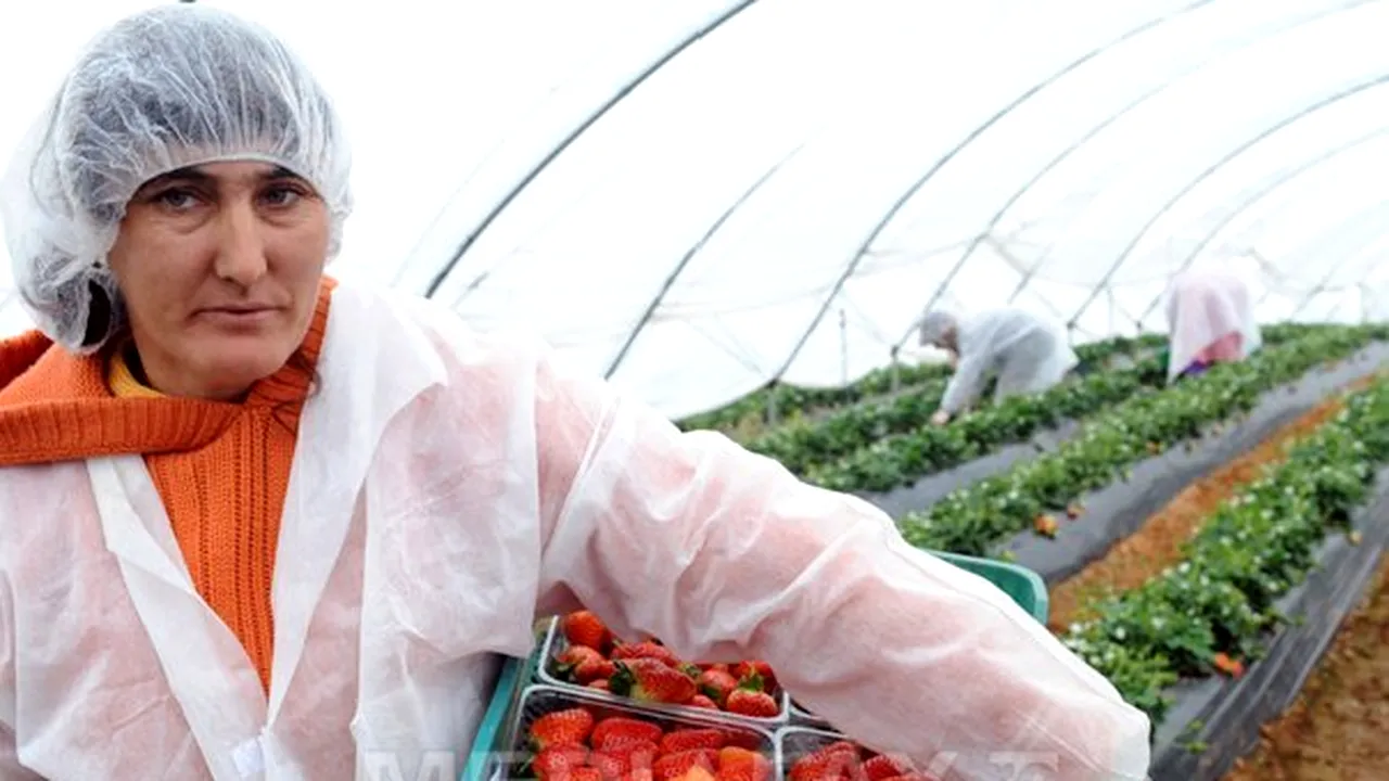 Spania le oferă din ce în ce mai puţine oportunităţi de lucru sezonierilor români