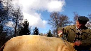 OFERTE DE SĂRBĂTORI: Crăciun şi Revelion la Braşov şi pe Valea Prahovei - între tăierea porcului şi SPA