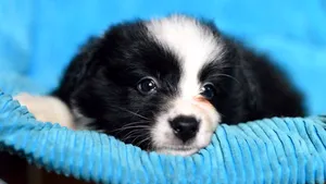 Amendă în premieră: Poliţiştii locali au sancţionat un bucureştean pentru că nu şi-a îngrijit animalul de companie 