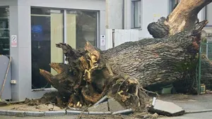 Eco-Civica cere expunerea stejarului de 300 de ani din București, ucis de carburanți