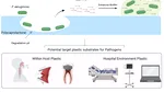 Un nou risc în spitale: superbacteria care „mănâncă” plastic
