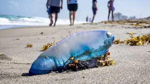 VIDEO Un utilizator TikTok s-a filmat în timp ce atingea cea mai veninoasă meduză. Ce gest a făcut