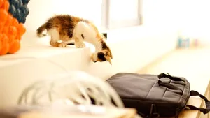 Povestea pisicii Vera, angajată la un Mall din Bucureşti: 