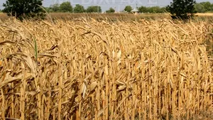 Coreea de Nord este afectată de cea mai gravă secetă de după 1982