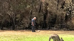 Alerte de evacuare pentru sute de mii de oameni în Australia. Povestea tristă a cangurilor care s-au refugiat pe un teren de golf 