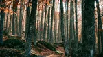 Pădurea spectaculoasă de lângă Madrid care devine aurie toamna. Are castani de sute de ani și un copac de 800 de ani