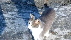 Devotament fără margini: Gestul impresionant pe care un pisoi îl face în fiecare zi la mormântul stăpânului său - FOTO