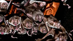 Liliecii sunt încă la vânzare pe pieţele din Indonezia, în ciuda legăturii lor cu pandemia de COVID-19