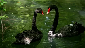 Ţara care creşte lebede negre pentru hrană, în timp ce populaţia se confruntă cu o lipsă acerbă de alimente