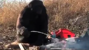 Pe urmele oamenilor: Cimpanzeul care A ÎNVĂŢAT SĂ GĂTEASCĂ - VIDEO