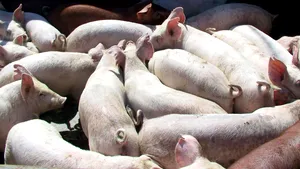 Moscova spune NU importului de porci vii din România şi tuturor produselor româneşti din carne de porc/ Patronate: Restricţia e fără efect, oricum nu exportăm în Rusia