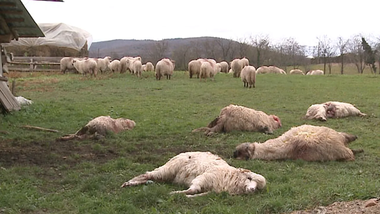 Zeci de oi, ucise de lupi la o stână din judeţul Arad