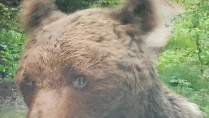 Alertă în Prahova: Un urs rănit şi agresiv, pe un traseu frecventat din Buşteni. Animalul a fost tranchilizat şi este evaluat de specialişti - VIDEO, FOTO