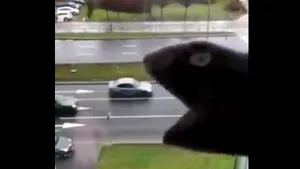 Umorul se răspândeşte online mai rapid decât panica / Cele mai amuzante glume pe internet: imaginaţia nu cunoaşte limite | VIDEO