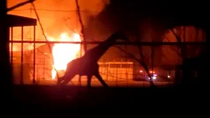 Incendiu devastator de Ziua Recunoştinţei, într-o grădină zoologică din SUA. Cel puţin 10 animale au murit. FOTO, VIDEO