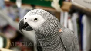 Papagalul cenuşiu african, cea mai inteligentă pasăre de pe Pământ