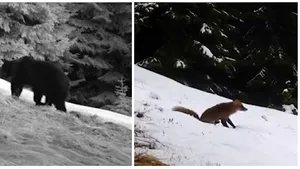 VIDEO. SĂLBATICA Românie: Ce animale au surprins camerele în Parcul Naţional Piatra Craiului