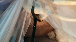 Elefantul Gaba supraveghează lucrările de reabilitare de la Muzeul de Istorie Naturală din Iaşi | FOTO