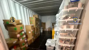 Traficanţi arestaţi: Ei au trimis sute de colete cu droguri prin firme de curierat