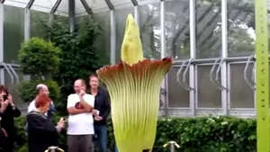 Mii de persoane au stat la coadă pentru a admira o floare uriaşă, cu miros de cadavru, la Chicago - VIDEO