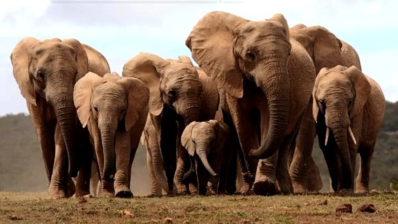 98% din elefanţii din Africa nu mai au colţi de fildeş - VIDEO