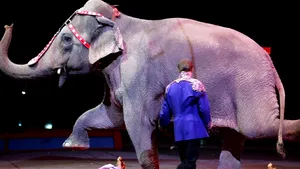 Madrid: O dresoare, rănită de un elefant care şi-a pierdut echilibrul
