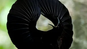 Cum se transformă păsările din pădurea amazoniană din cauza schimbărilor climatice