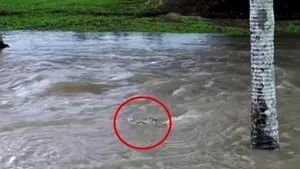 Oraşe scufundate în Australia: crocodilii au ieşit la plimbare pe străzi

