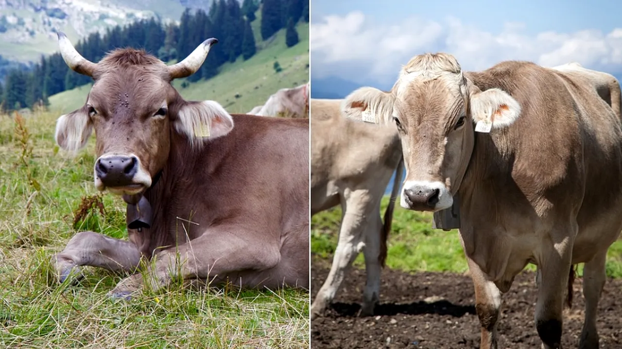 Elveţienii au decis: Fermierii care lasă coarnele animalelor să crească nu vor primi subvenţii