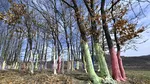 Romsilva a cumpărat peste 4 mii de hectare de pădure cu aproape 112 milioane de lei