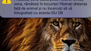 Mesaj Ro-Alert în Târgovişte: Un leu a fost văzut în apropierea oraşului