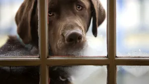 Caz neobişnuit | O femeie a fost împuşcată de... câinele ei. Cum s-a întâmplat totul