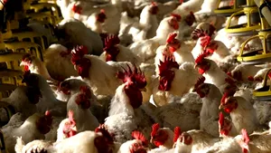 Israelul nu va mai exporta de la 1 septembrie către UE carne de pasăre provenind din colonii