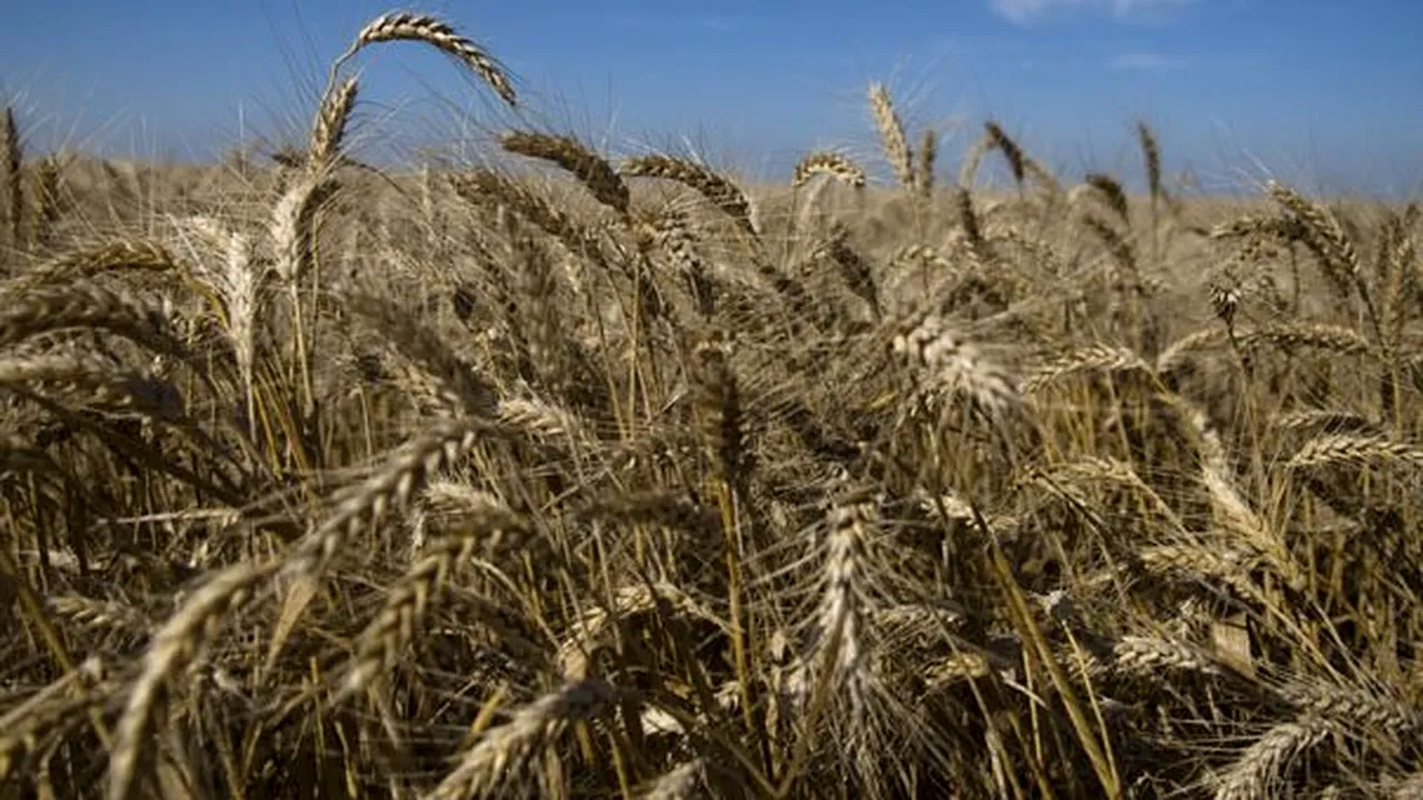 Cotaţia grâului a atins un nivel record din cauza unui zvon că Rusia va restricţiona exporturile