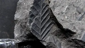 FOTO. Plante vechi de 23 milioane de ani care au format huila, scoase din subteranele Văii Jiului