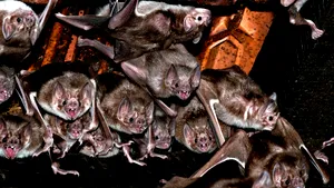 Studiu: Liliecii vampir se autoizolează atunci când sunt bolnavi/ Cercetător: „Acţionează la fel ca noi”