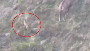 VIDEO Iezi de capră neagă, filmaţi în timp ce se joacă pe un teren accidentat din Munţii Rodnei 