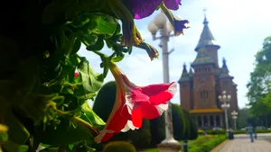 GALERIE FOTO Copaci cu cărţi, umbrele colorate şi aranjamente inedite, la Festivalul Florilor din Timişoara