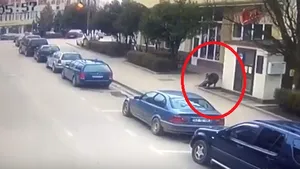Au ajuns la spital: Un bărbat şi o femeie din Şimleu Silvaniei au fost muşcaţi pe stradă de un mistreţ | VIDEO