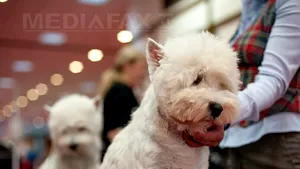 Peste 1.000 de câini de rasă, la două expoziţii organizate în weekend la Bucureşti