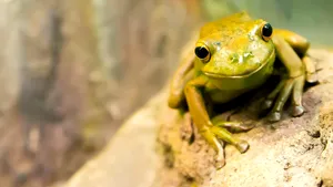 Populaţia de broaşte din Europa şi Asia, în pericol. Exporturile Turciei ajung la 4 milioane de euro