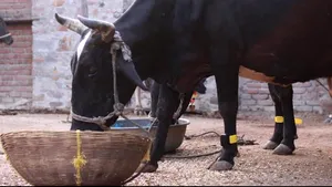 Dispozitive inteligente pentru ferme. Un start-up a creat aparate pentru măsurarea calităţii laptelui şi pentru monitorizarea mişcărilor animalelor