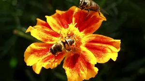 Studiu: Florile sălbatice din orașe – prea toxice pentru albine?