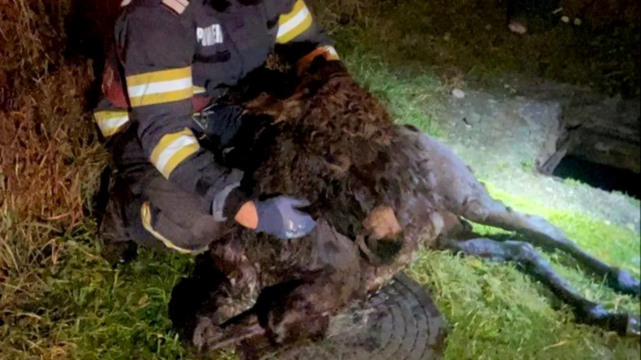 Salvare inedită în Hunedoara. Aiurel, un măgăruş 