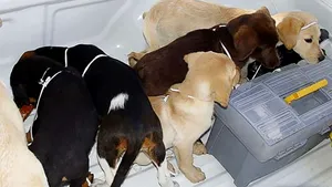 Un student la medicină veterinară a folosit „în scopuri criminale” animalele pe care trebuia să le ajute | FOTO