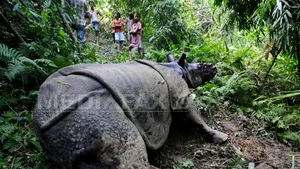 Cea mai dură pedeapsă din Africa de Sud pentru un traficant de coarne de rinocer