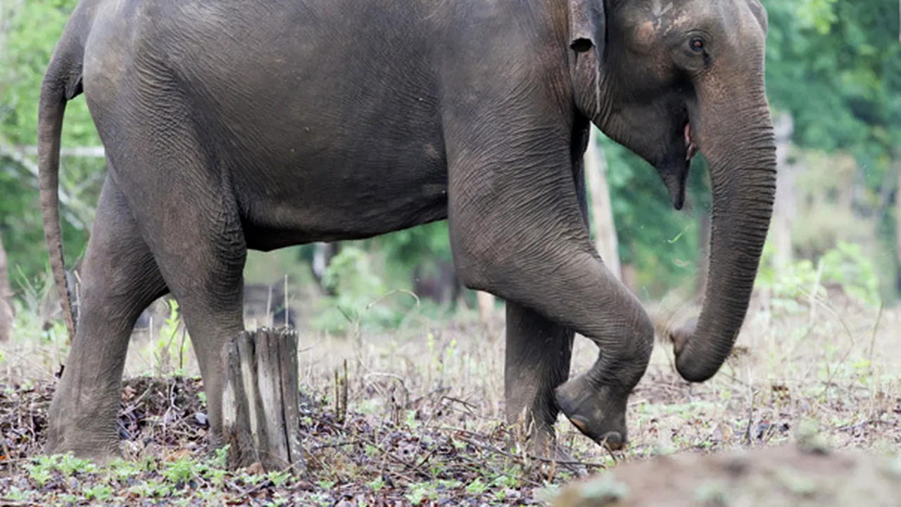Singurul elefant indian din România, la Grădina Zoologică din Târgu Mureş 