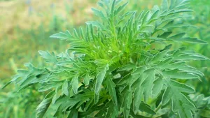 PMP propune majorarea amenzii minime la 2.500 de lei pentru necombaterea ambroziei