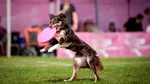 Incredibil. Cum a reușit un câine jucăuș să-i provoace stăpânului său o pagubă de 112.000 de euro